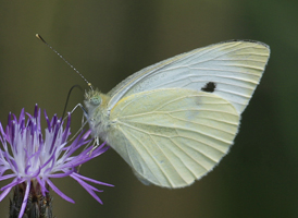 Small White Small White